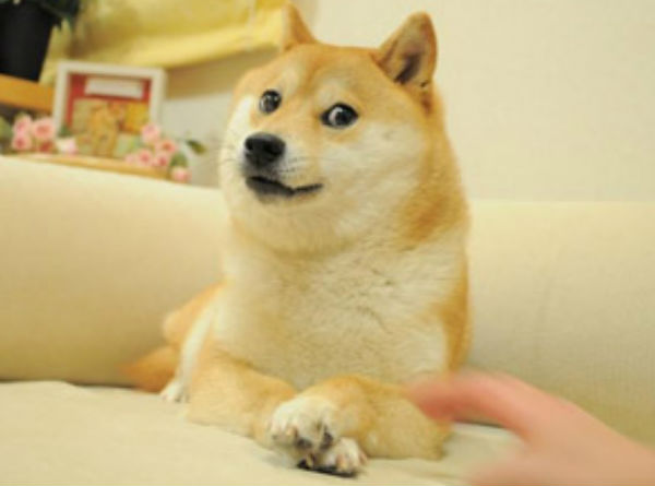Shiba Inu - Kabuso